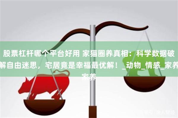 股票杠杆哪个平台好用 家猫圈养真相：科学数据破解自由迷思，宅居竟是幸福最优解！_动物_情感_家养