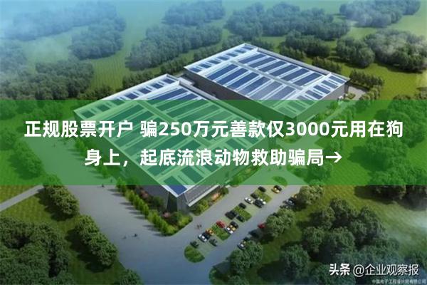 正规股票开户 骗250万元善款仅3000元用在狗身上，起底流浪动物救助骗局→